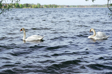 A pair of white swans float on the surface of a blue lake. Two white swans on blue water. Ripples and glare on the surface.