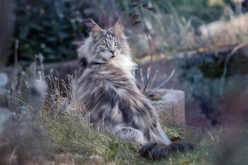 Main Coon Cat