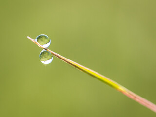 Water drops on grass in spring