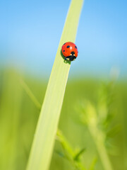  Ladybug drinking fresh morning dew.