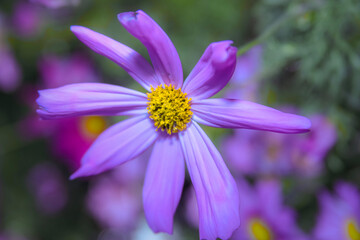 A single pale lavender Garden Cosmos bloom . Closeup
