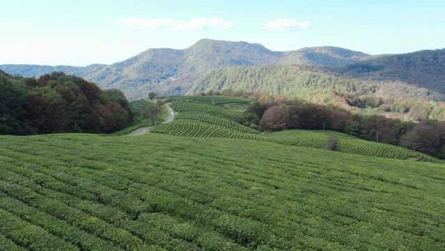 Over Tea Plantations. Matsesta Tea Sochi. Aerial video. High quality 4k footage
