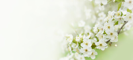 Beautiful branches of blossoming cherries. Beautiful abstract spring background. Banner. Copy space