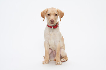 ドッグ, ラブラドル, レトリバー, お気に入りの, 動物, 仔犬, 孤立した,...