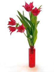red tulips om glass vase isolated close up