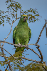 Yellow-crowned Amazon - Amazona ochrocephala columbia.
