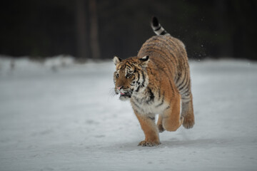 Siberian Tiger running in snow. Beautiful, dynamic and powerful photo of this majestic animal. Set in environment typical for this amazing animal. Birches and meadows