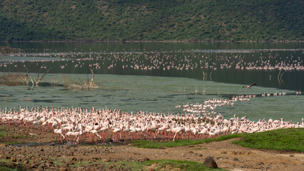 Fototapeta premium beautiful sunset over Lake Baringo with pink flamingos in the foreground