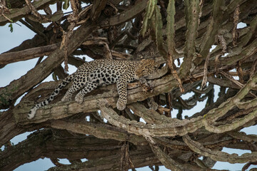 Fototapeta na wymiar Male African Leopard (Panthera pardus) in tree in South Africa