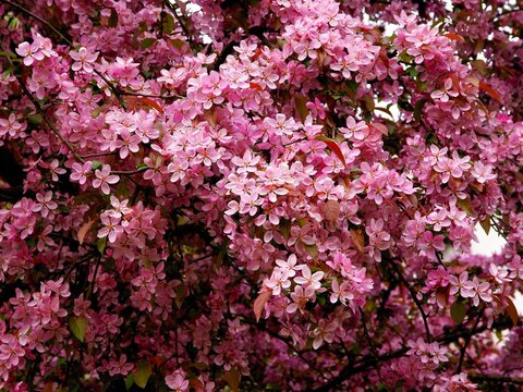 pink flowers of malus purpurea tree at spring