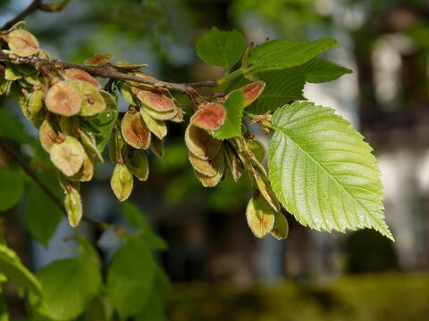 ulmus -elms tree with growing winged seeds close up