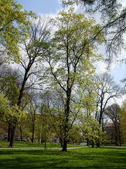 rural landscape with trees and spring flora 