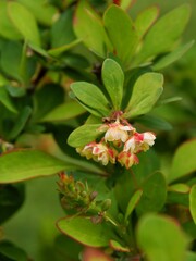 small,round yellow flowers of berberis bush at spring