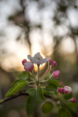 Blooming apple tree flower pink on sunset background