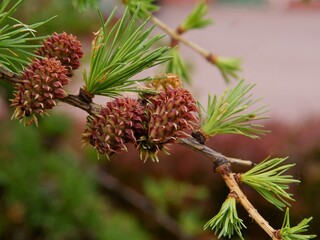 growing small cones as fruits of Larch tree at spring