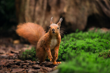 red squirrel smelling