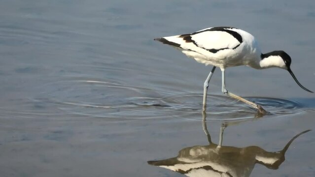 A Pied avocet bird feeding with insects in a lake in Camargue in Southern France. Recurvirostra avosetta species, living in Europe, Central Asia, Russian Far East and Africa, southern Asia.