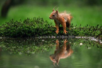 red squirrel reflection
