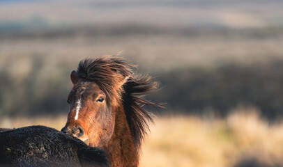 Shy icelandic brown horse and blurred background