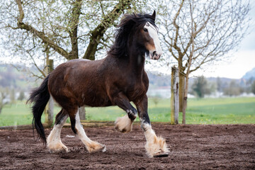 Shire Horse Clydesdale Horse - obrazy, fototapety, plakaty