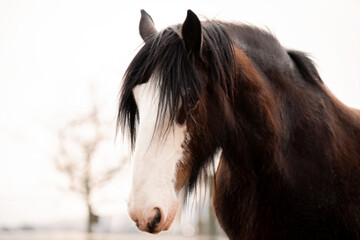 Obraz na płótnie Canvas Shire Horse Clydesdale Horse