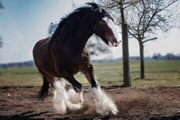 Shire Horse Clydesdale Horse