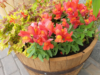 The red flowers of antirrhinum bloom in a pot.