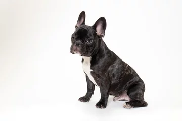Foto auf Acrylglas Französische Bulldogge 若いフレンチブルドッグのスタジオ写真
