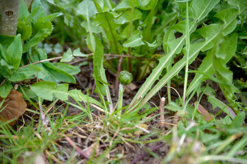 Garden weed dandelion roots