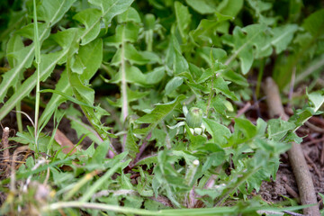 Garden weed dandelion roots