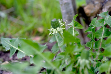 Garden weed dandelion roots