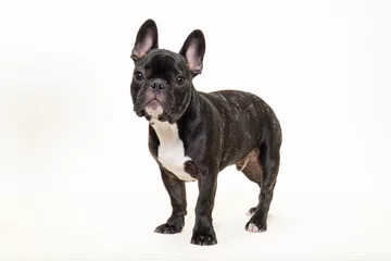 Foto auf Acrylglas Französische Bulldogge 若いフレンチブルドッグのスタジオ写真