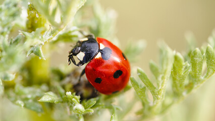 Red Ladybug on a Green Plant in Summer