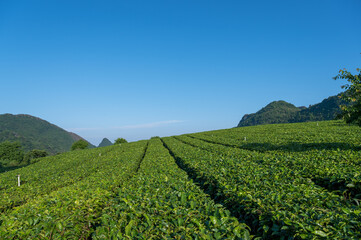 Fototapeta na wymiar Landscape of tea plantation in mountains