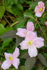 pink Clematis montana Rubens Makro