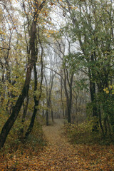 Obraz premium a path in the misty forest