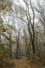 Obraz premium forest in autumn