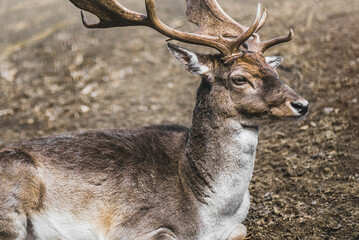 Close up of beautiful red deer lying somewhere in the foggy forest. Portrait of a deer with big horns in the countryside during fog.