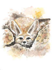 Hand drawn portrait of fennec fox with watercolor spots isolated.Stock illustration of desert animal in sketch style.