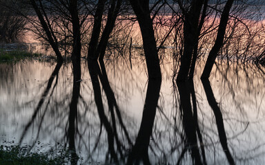 Flooded river shore with trees, willow tree silhouettes in water, calm landscape of Sava river shore in spring during peaceful dusk