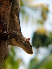 squirrel on tree