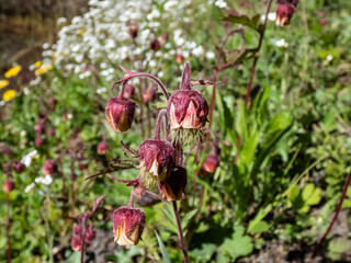 Close-up shot of nodding red flower of water avens (Geum rivale) growing in a green meadow surrounded with wild flowers in spring