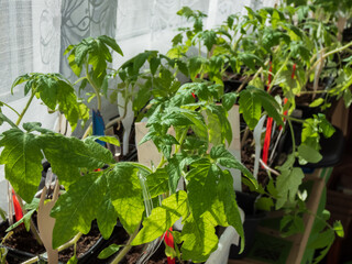 Macro shot of green tomato plant seedlings growing in a pot on the window sill in sunlight. Vegetable seedling in pot. Indoor gardening and germinating seedlings