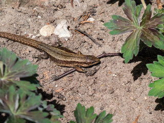 Viviparous lizard or common lizard (Zootoca vivipara) sunbathing in the brigth sun on the ground in the garden in spring. Detailed view of head and eye