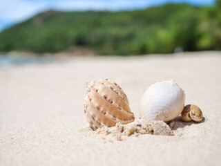 Seashell conch on white sand beach with blur image of blue sea and blue sky sunshine on day background. beautiful bokeh shore water. tourist ocean tropical. for travel summer season holidays.