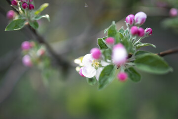 Obraz na płótnie Canvas Blossoming apple tree
