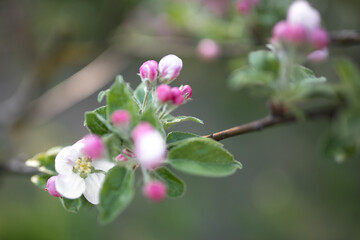 Obraz na płótnie Canvas Blossoming apple tree