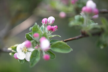 Blossoming apple tree