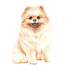 Watercolor Pomeranian of a dog drawing. Pomeranian sitting layer path, clipping path POD, Pomeranian clipping path isolated on white background.