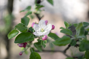 Blossoming apple tree